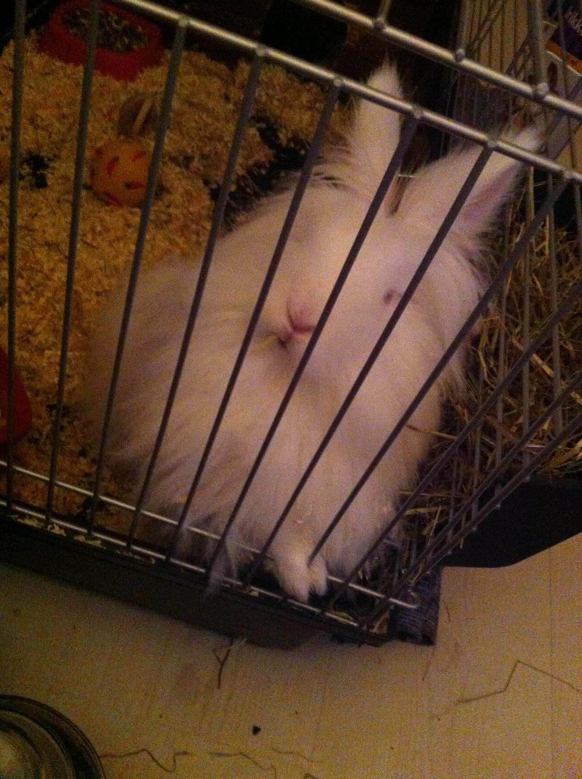 Kanin Prinsesse Coke billede 5