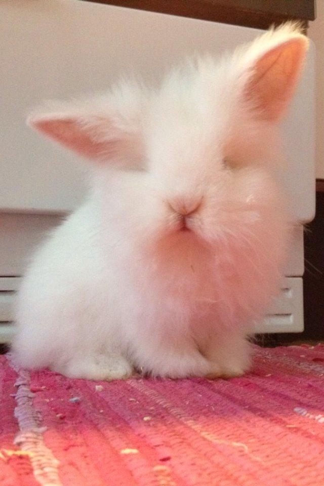 Kanin Prinsesse Coke billede 6