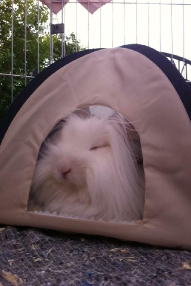 Kanin Prinsesse Coke - Prinsesse Coke ude i haven billede 7