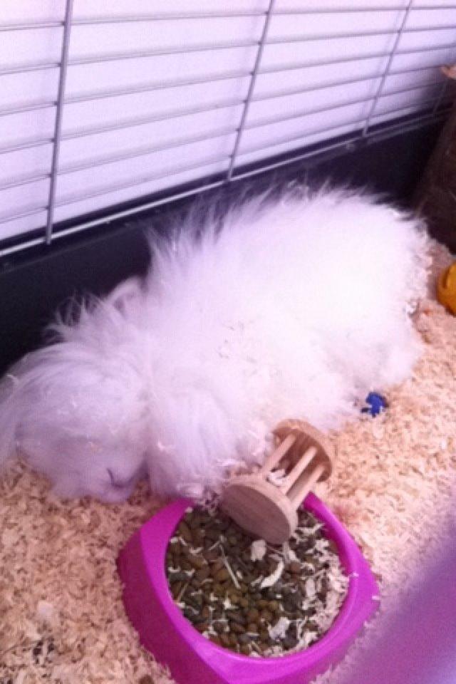 Kanin Prinsesse Coke billede 8