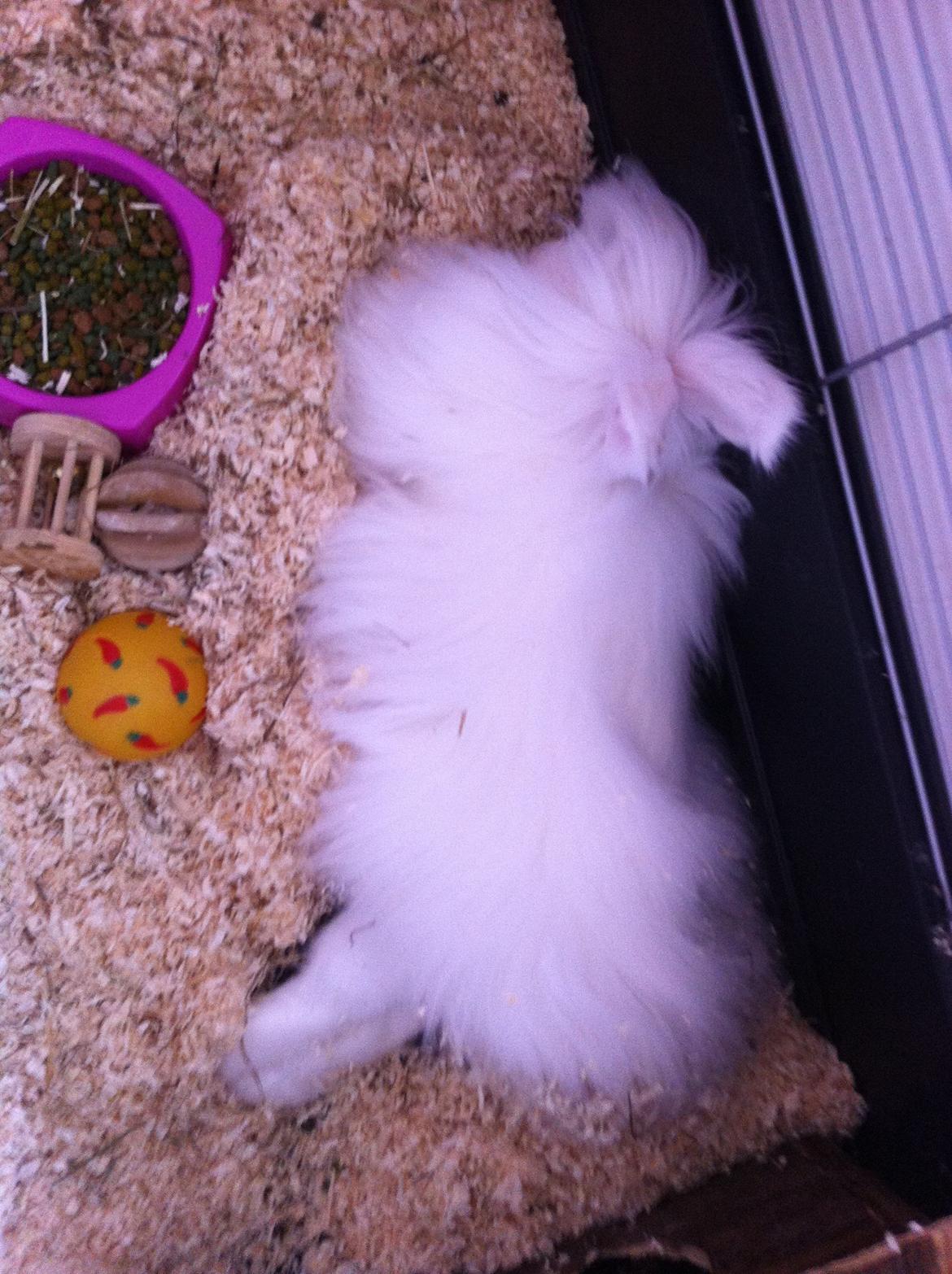 Kanin Prinsesse Coke billede 9