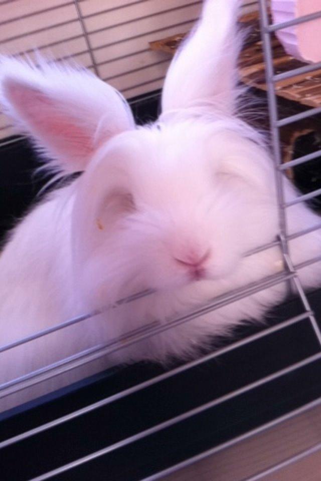 Kanin Prinsesse Coke billede 10