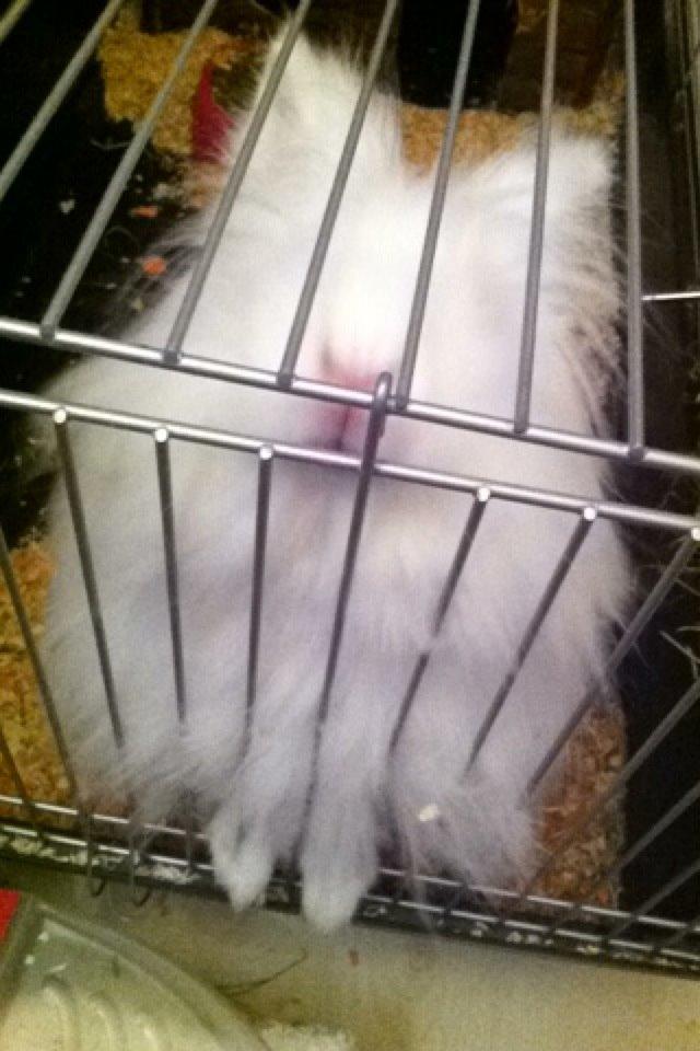 Kanin Prinsesse Coke - Prinsesse Coke siger godmorgen billede 11