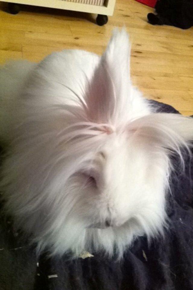 Kanin Prinsesse Coke billede 12