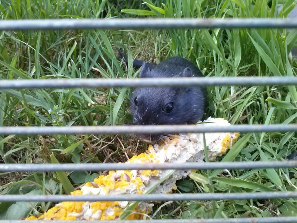 Ørkenrotte Blobber (R.I.P :'( ) billede 14