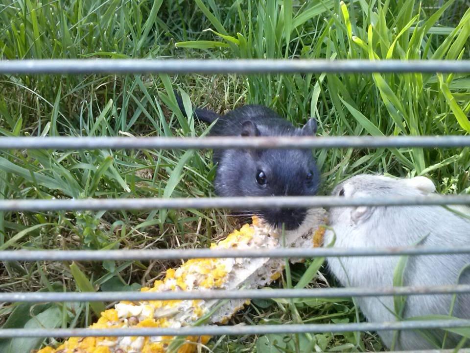 Ørkenrotte Blobber (R.I.P :'( ) billede 15