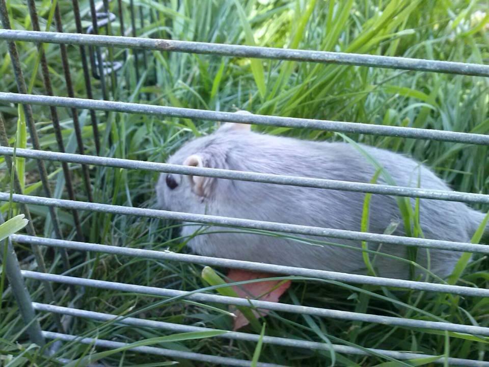 Ørkenrotte Puzzel billede 6