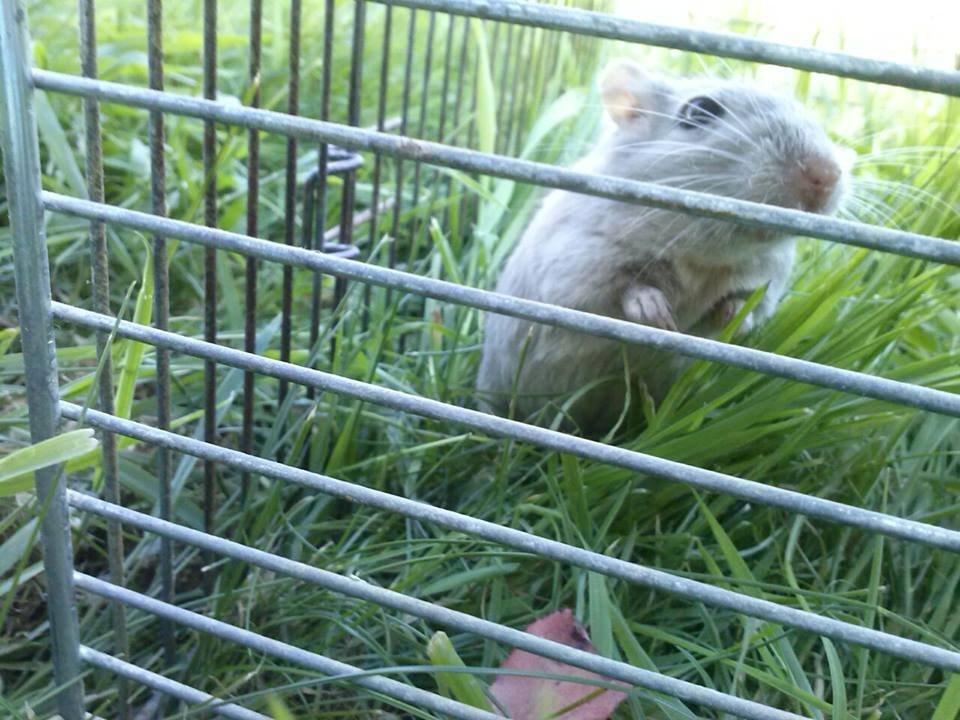 Ørkenrotte Puzzel billede 7