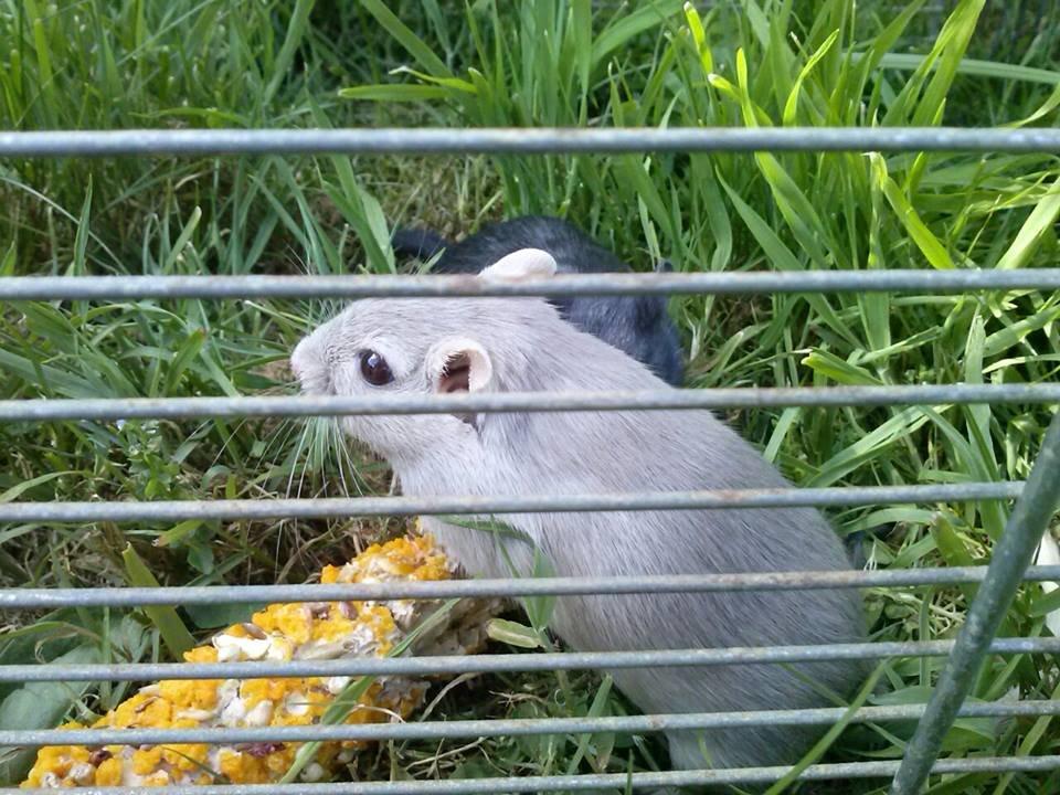 Ørkenrotte Puzzel billede 8