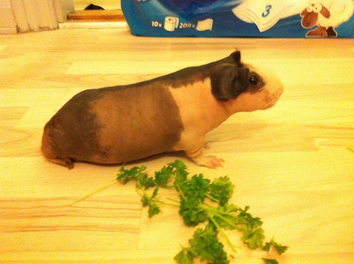 Marsvin - Skinny. En kongelig affære von Sortfod ( Øffe ) - Øffe billede 1