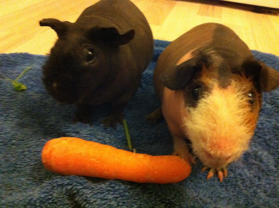 Marsvin - Skinny. En kongelig affære von Sortfod ( Øffe ) - Arnold til venstre, Øffe til højre. Omnomnom billede 2