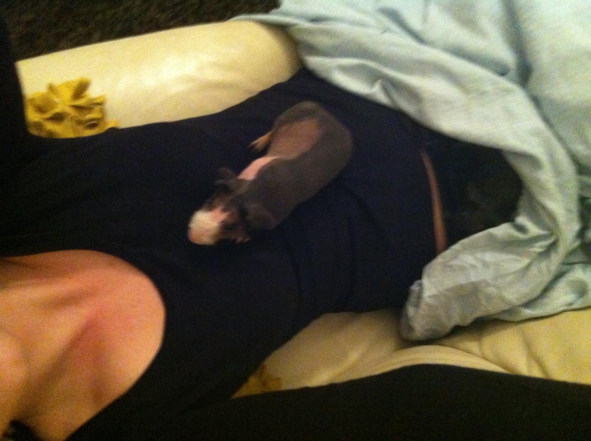 Marsvin - Skinny. En kongelig affære von Sortfod ( Øffe ) - Hygge med grisen på maven! billede 3