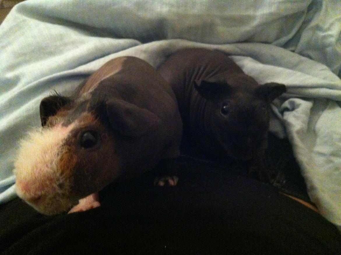 Marsvin - Skinny. En kongelig affære von Sortfod ( Øffe ) billede 4