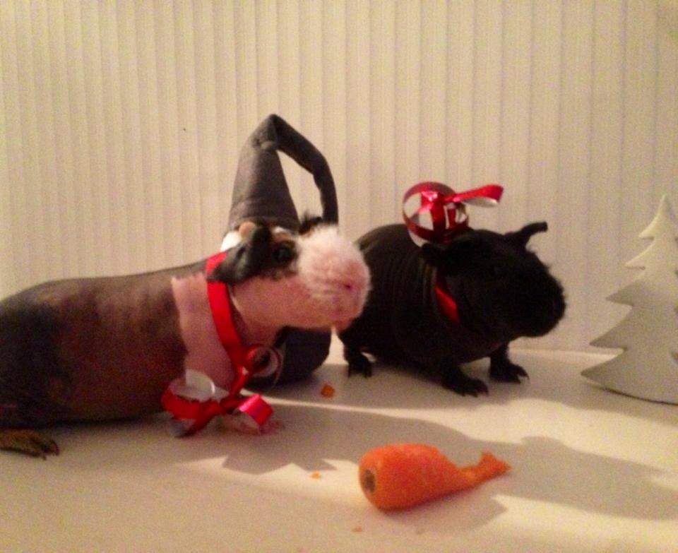 Marsvin - Skinny. En kongelig affære von Sortfod ( Øffe ) - Julebillede ;-) billede 5