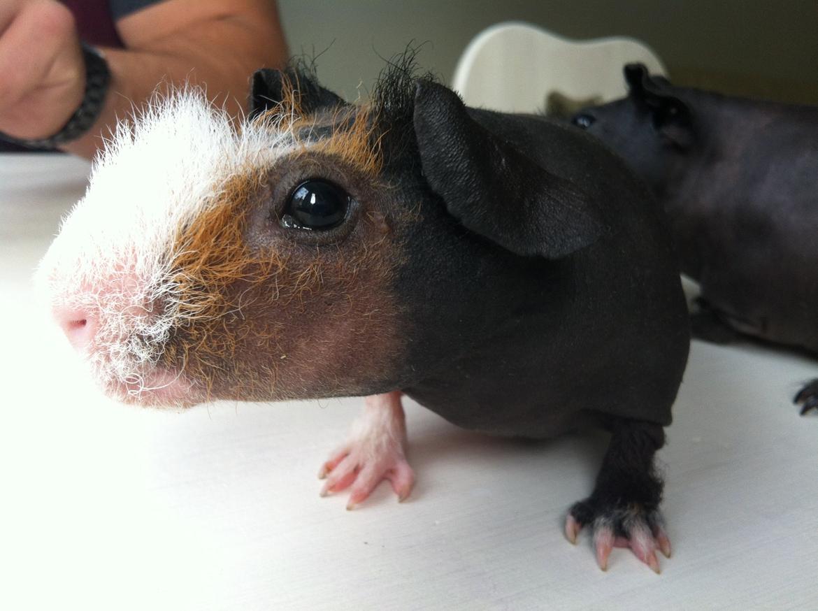 Marsvin - Skinny. En kongelig affære von Sortfod ( Øffe ) billede 7