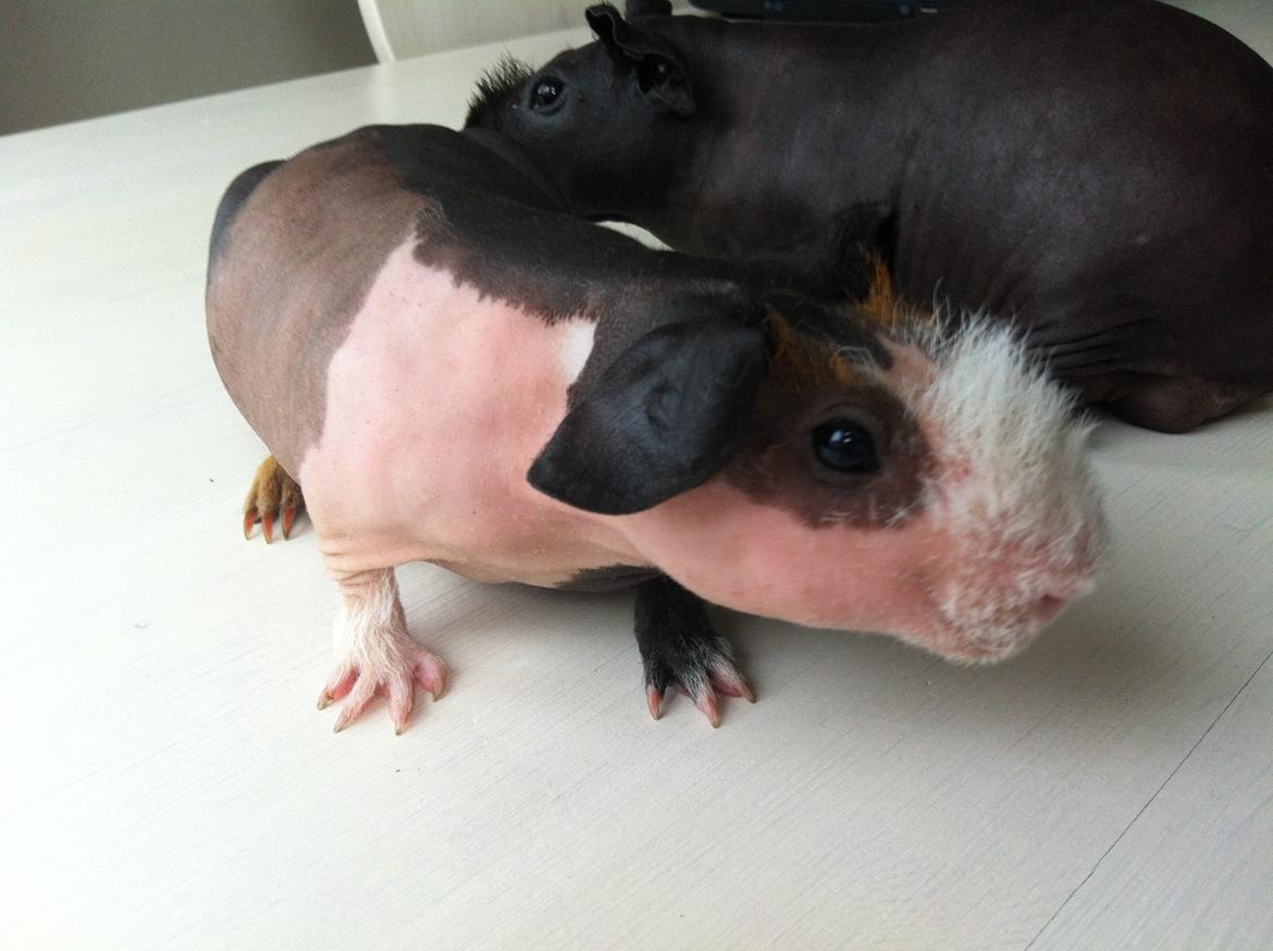 Marsvin - Skinny. En kongelig affære von Sortfod ( Øffe ) billede 9