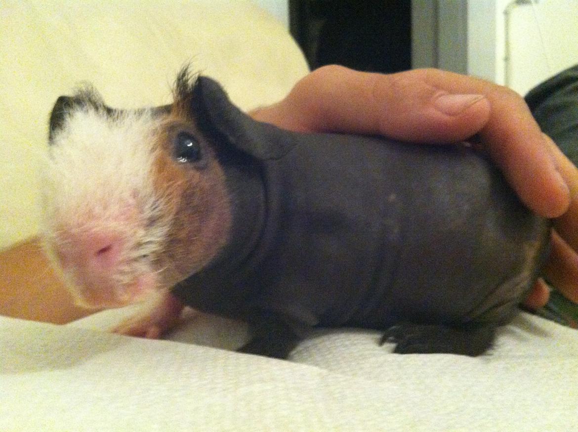 Marsvin - Skinny. En kongelig affære von Sortfod ( Øffe ) billede 10