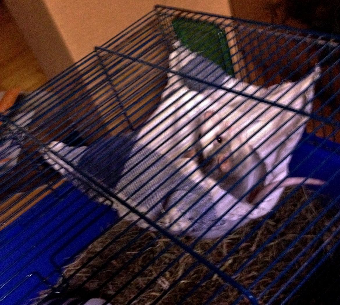 Tamrotte Rotte - YÆÆÆY!! Endelig fik jeg lavet en hængekøje! :D hun elsker den!! Drengene har også fået en :D billede 10