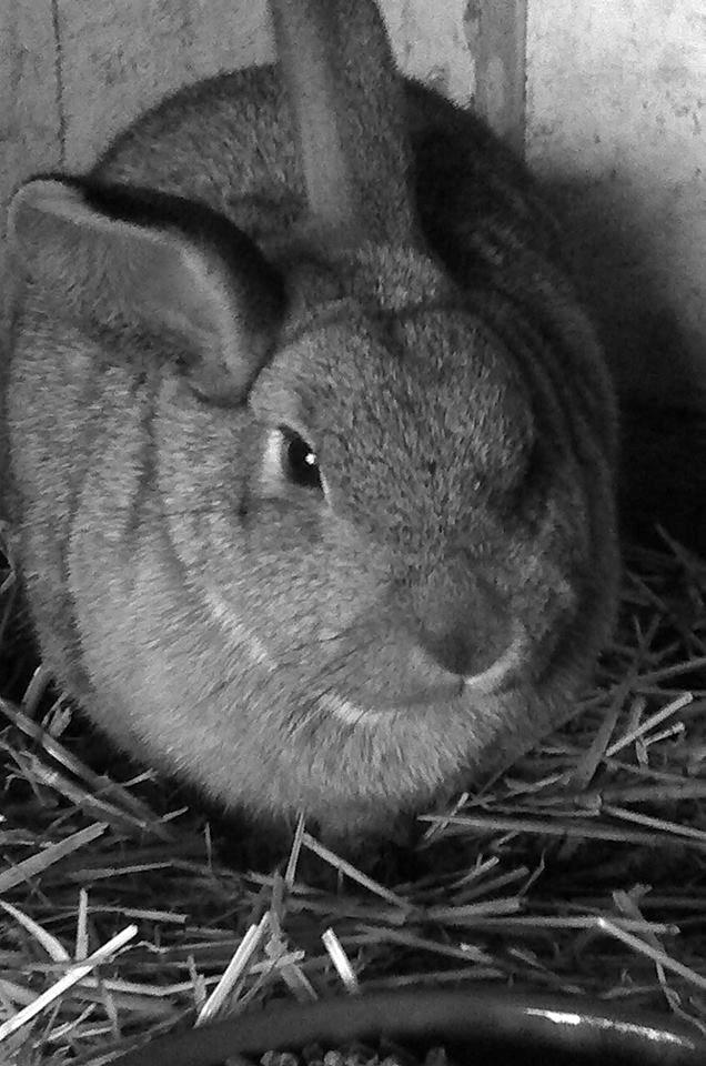 Kanin Ninka Ninus - Dam dam dam dam daaaam ;) billede 4