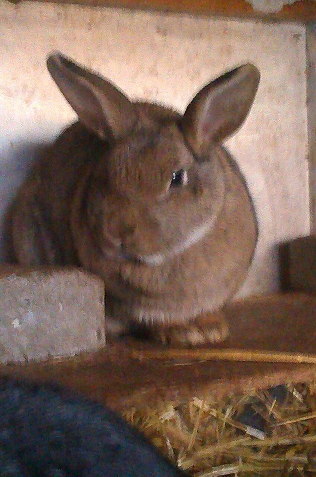 Kanin Ninka Ninus - Holder udkig efter søskende  billede 3