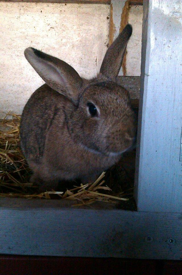 Kanin Ninka Ninus - Velkommen ;) billede 1