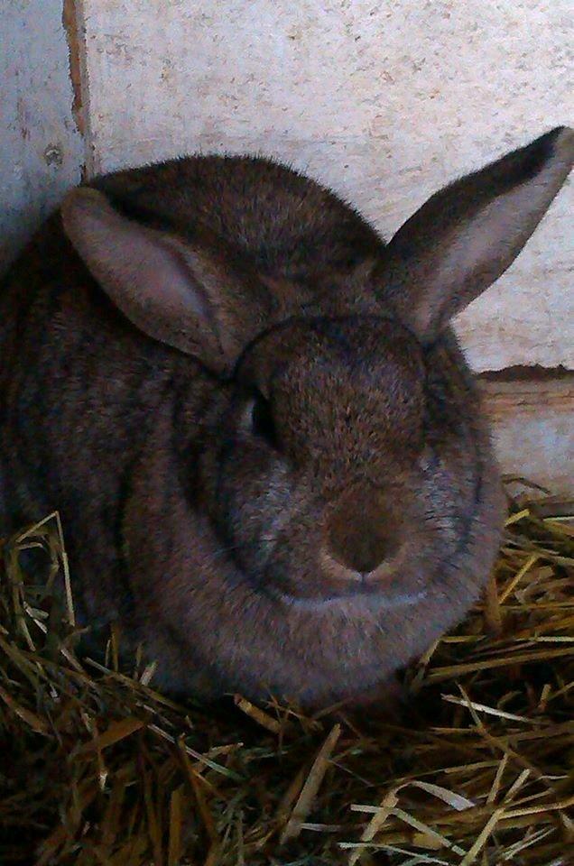 Kanin Ninka Ninus - Jeg kigger på diig ;) billede 5