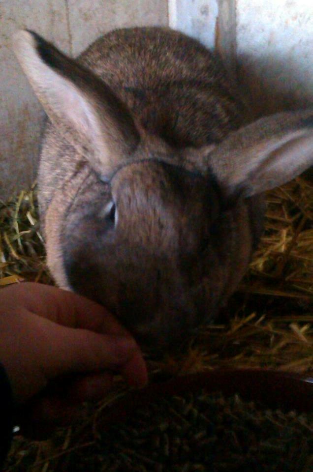 Kanin Ninka Ninus billede 6