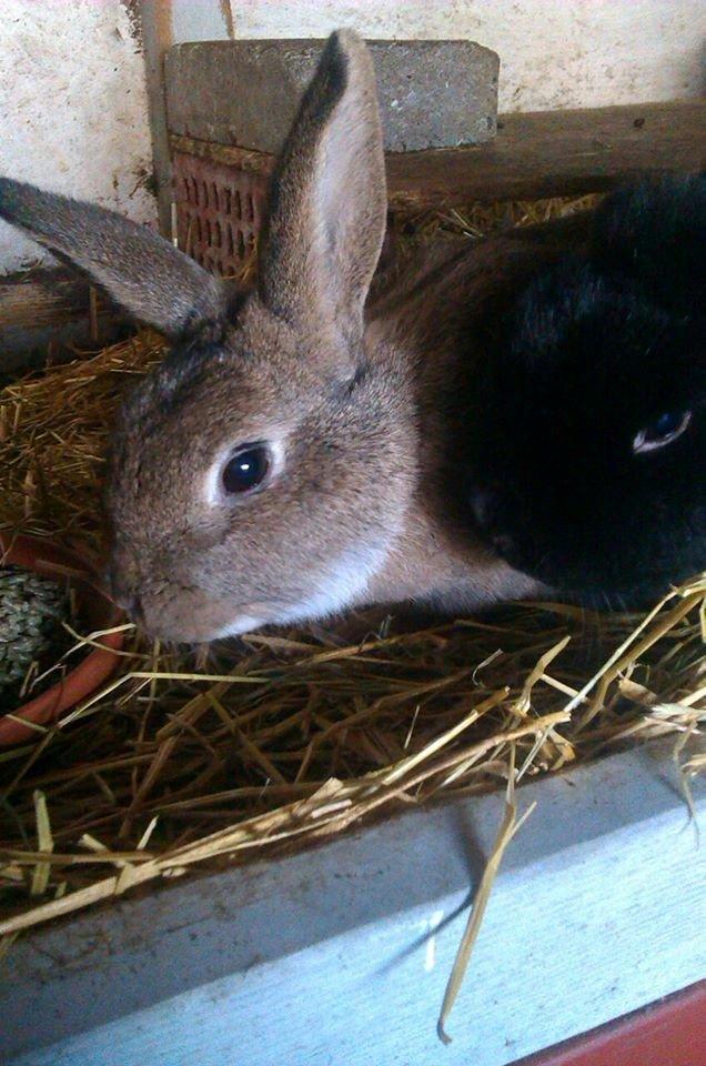 Kanin Ninka Ninus - Er der maad ;D billede 7