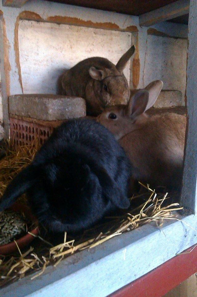 Kanin Ninka Ninus - Alle er samlet  billede 2