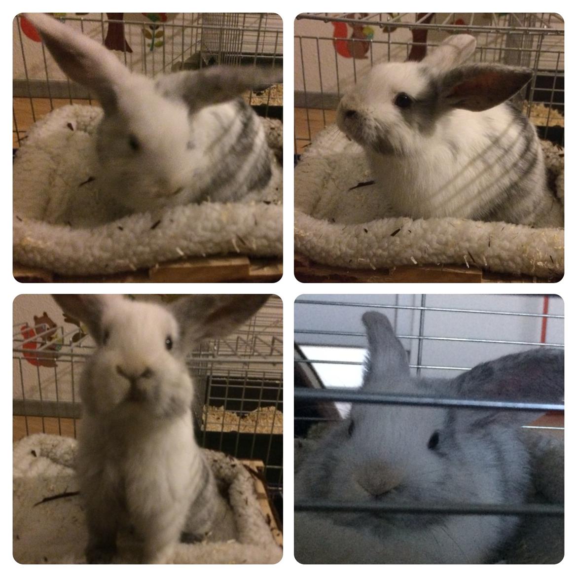 Kanin Vindeholme's Aya - Aya's første aften hjemme efter den lange tur fra København til Odense (9 uger gammel) billede 7