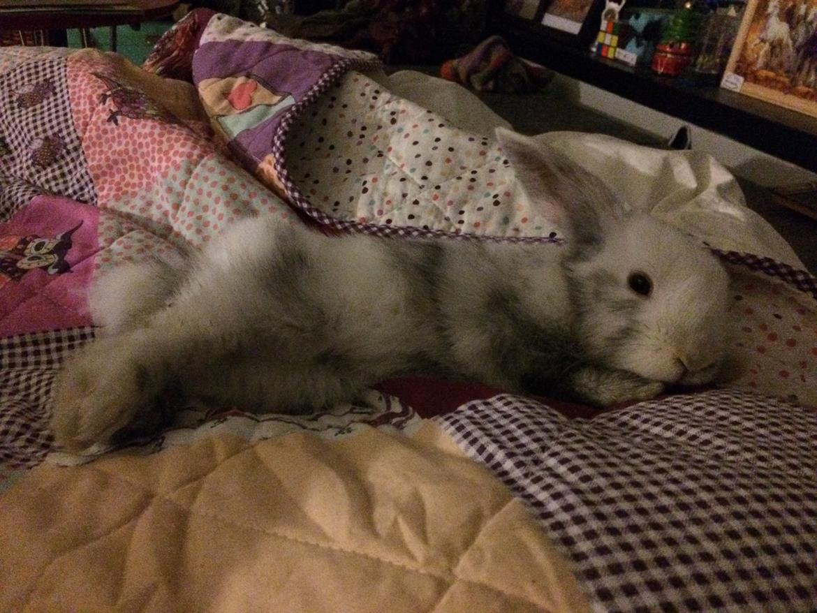 Kanin Vindeholme's Aya - Træt pige (9 uger gammel) billede 8