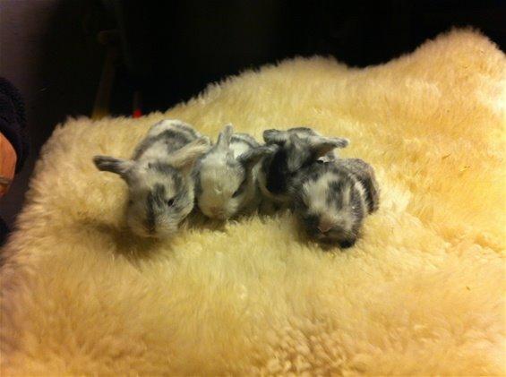 Kanin Vindeholme's Aya - Aya og hendes søskende, Aya er nr 2 fra venstre. Lille pige :) billede 9