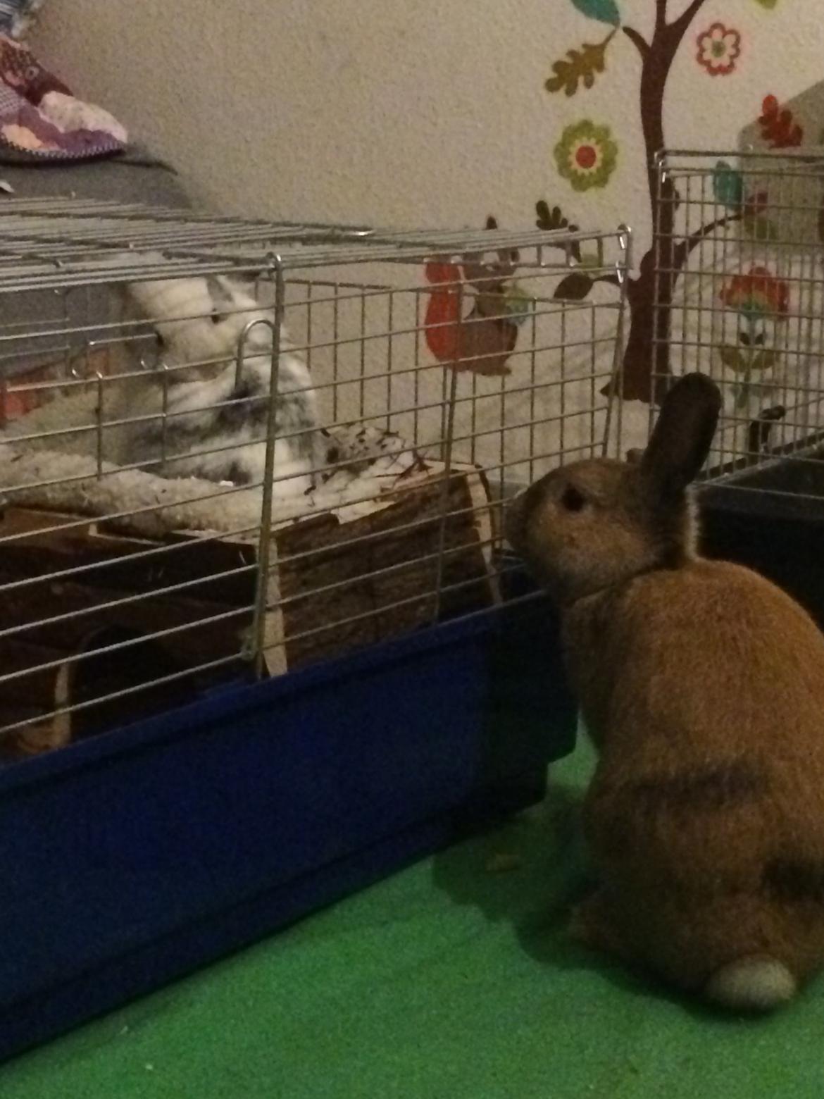 Kanin Vindeholme's Aya - Elliott's første møde med Aya. billede 6