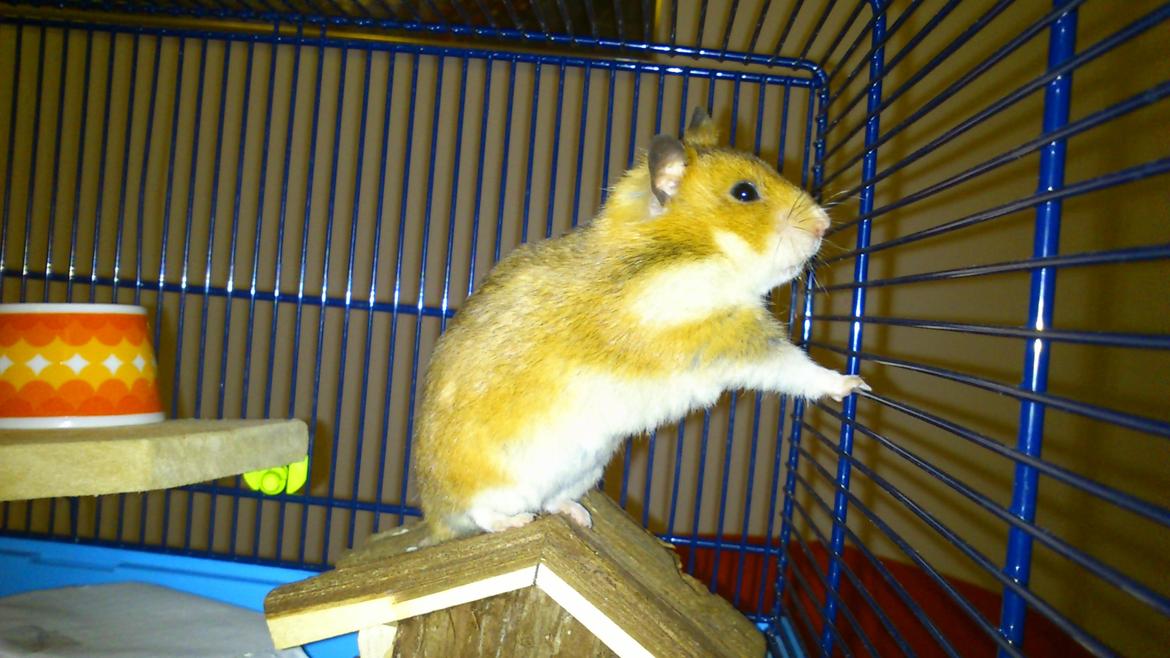 Hamster Sofie billede 1