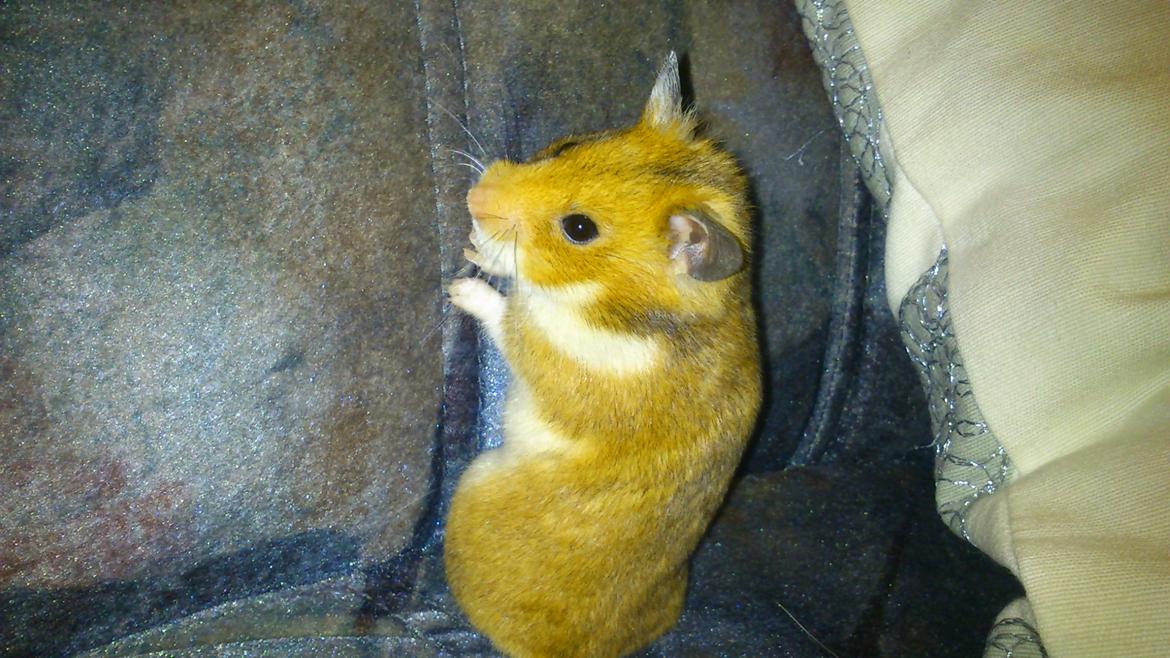 Hamster Sofie billede 2
