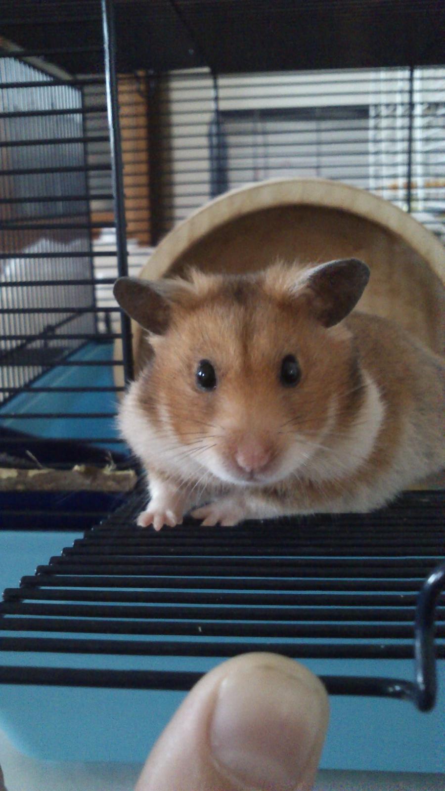 Hamster Sofie billede 4