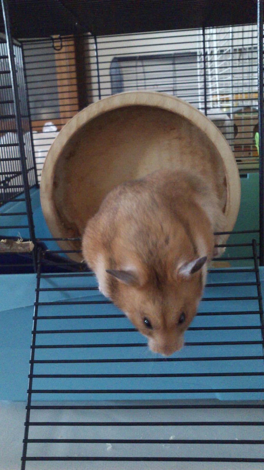 Hamster Sofie billede 5