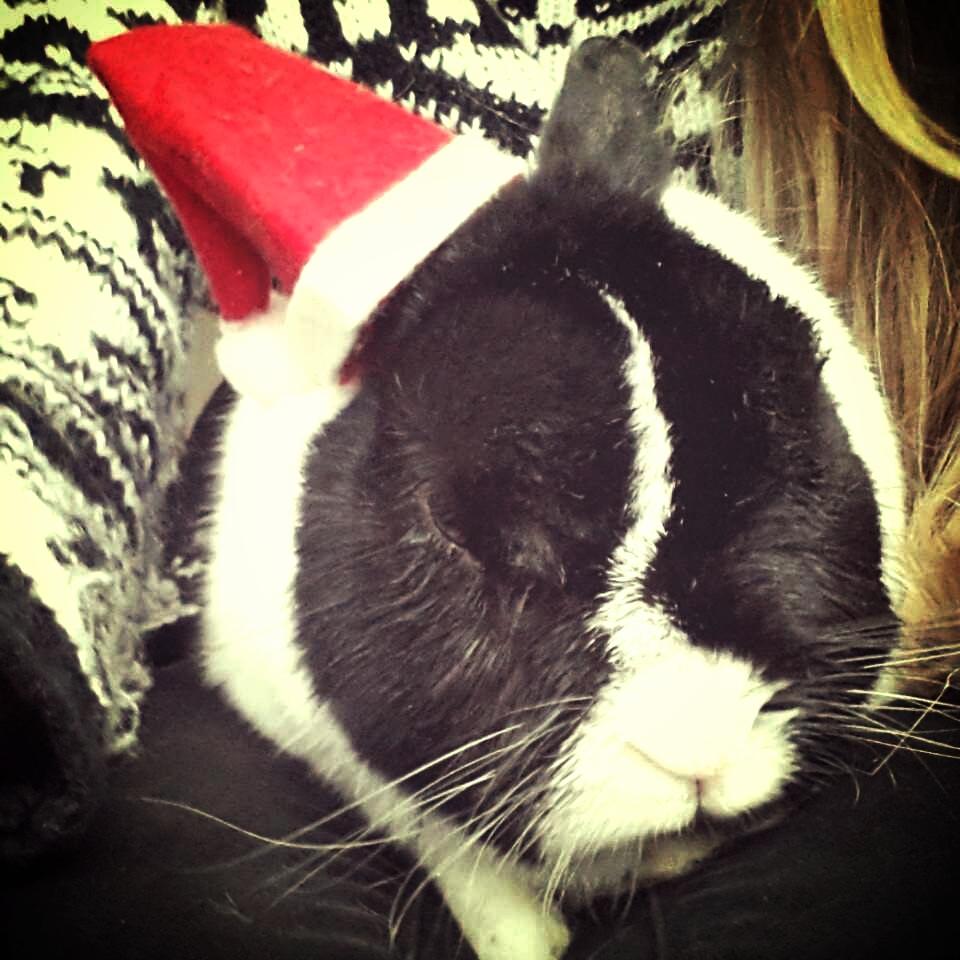 Kanin † Stampe † R.I.P Min prins - JUL<3 <3 <3 billede 2