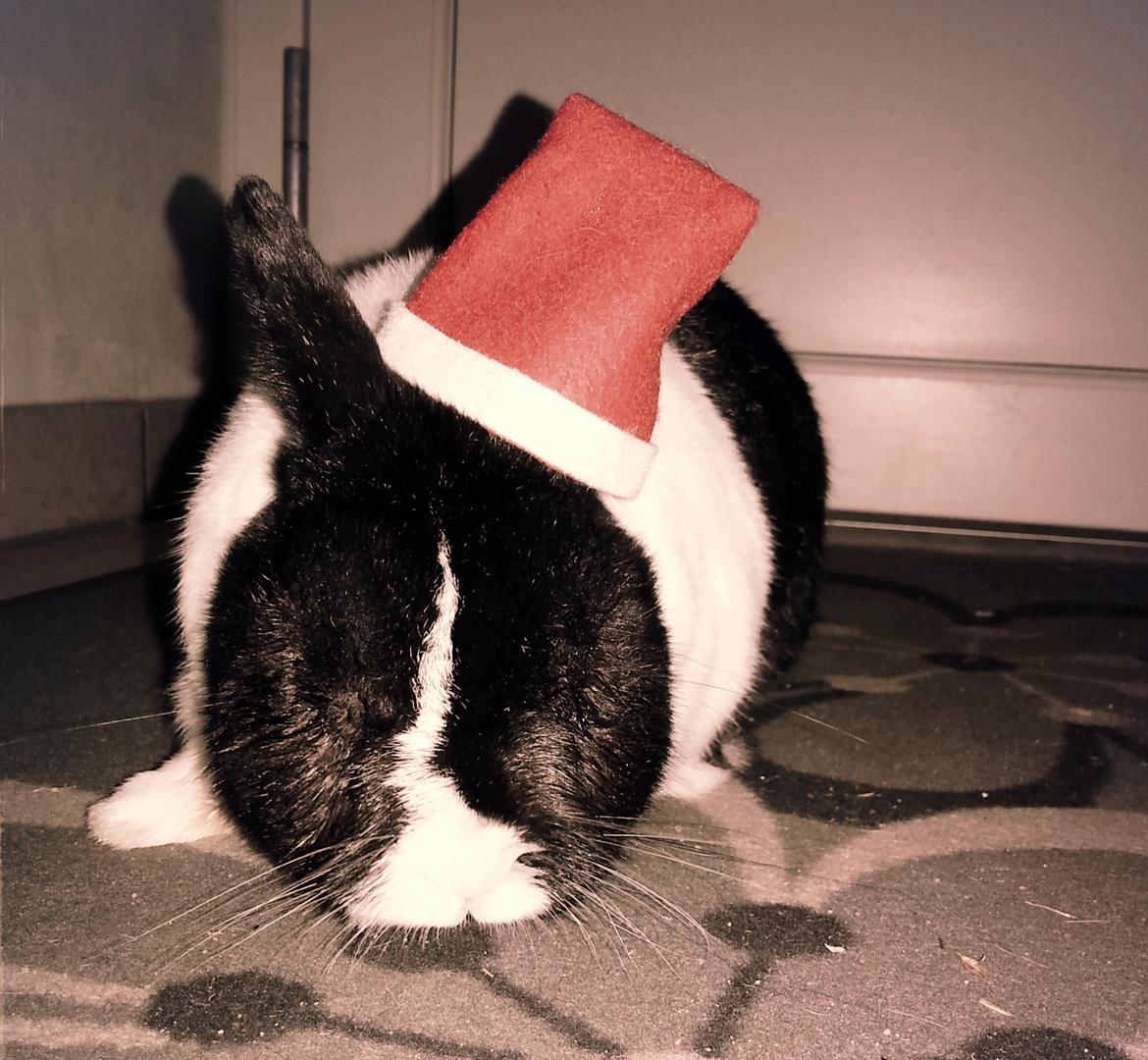 Kanin † Stampe † R.I.P Min prins - søde pus <3 <3 billede 5