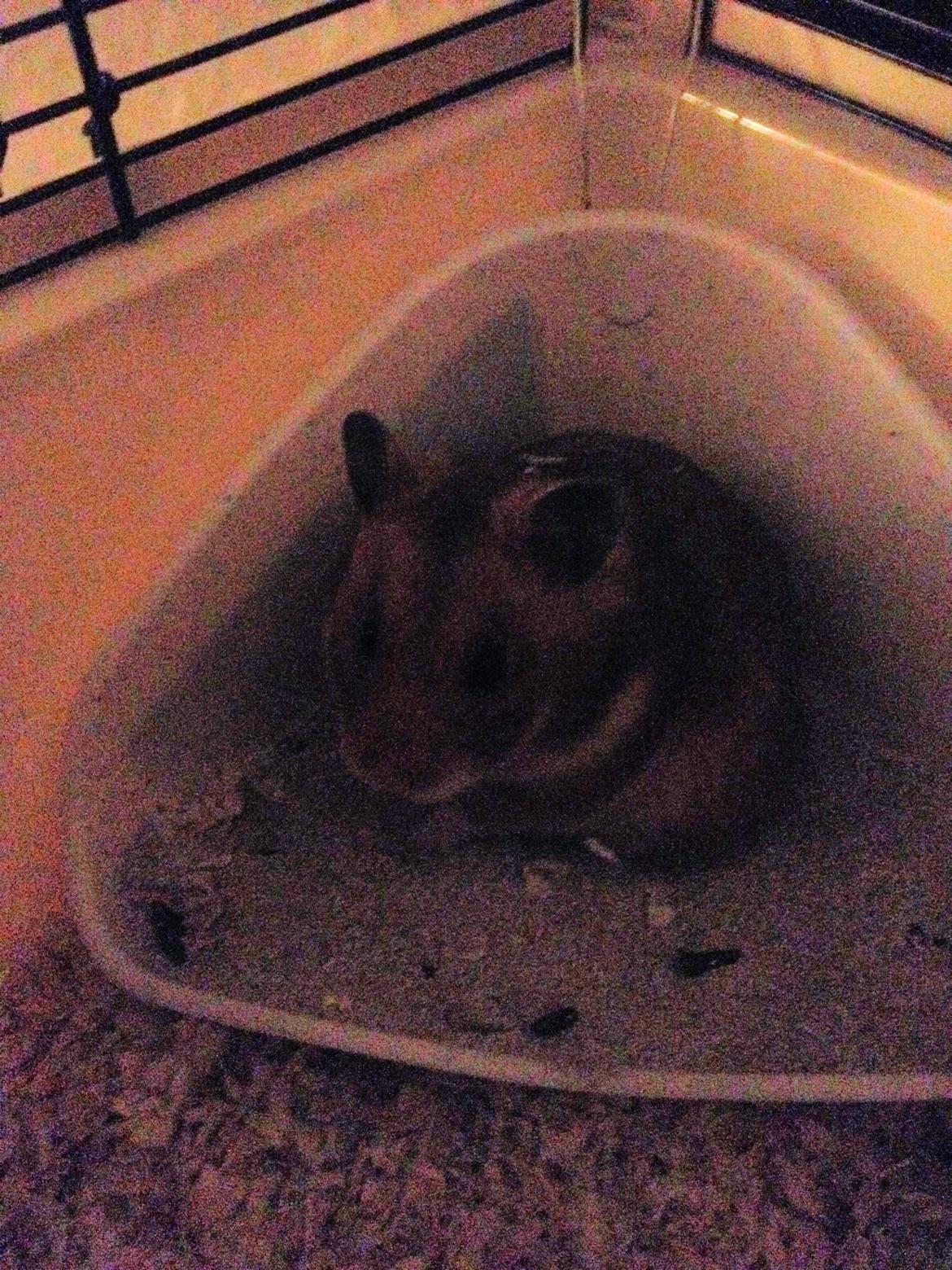 Hamster Karla - Sandbadning / toilet.  billede 3