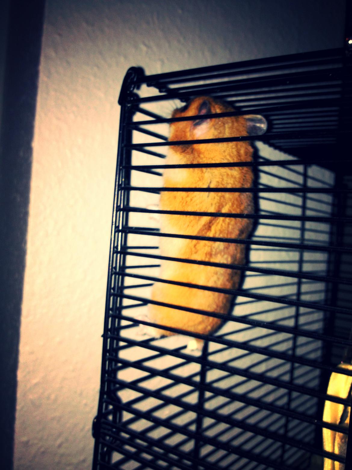 Hamster Karla - Cleo elsker og klatre i tremmerne. billede 5