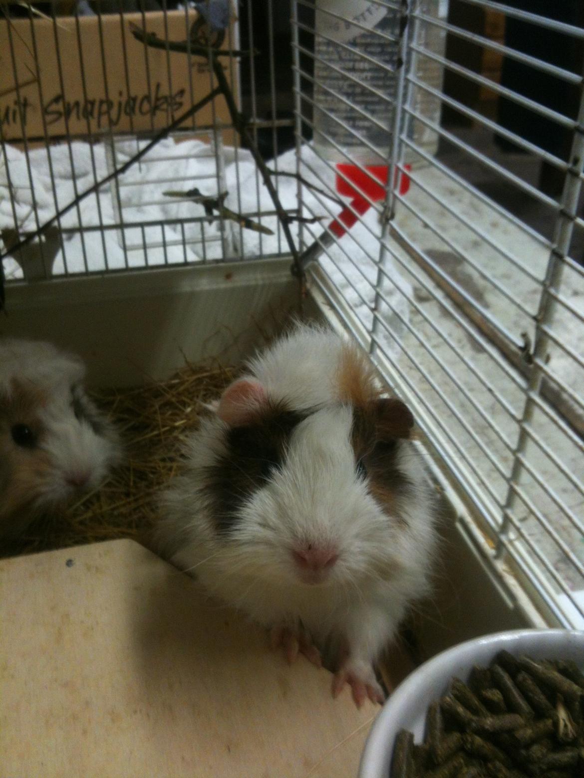 Marsvin Marie billede 2