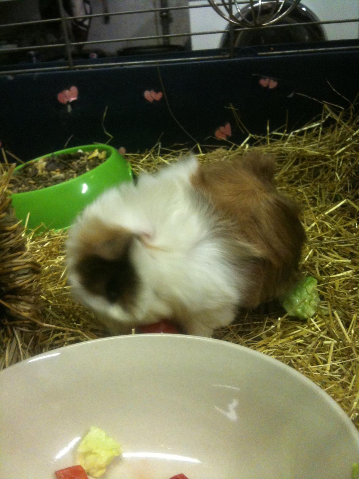 Marsvin Marie billede 3