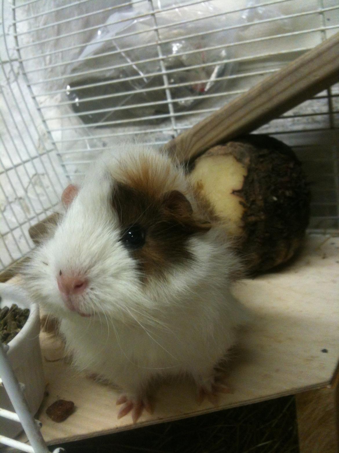 Marsvin Marie billede 4