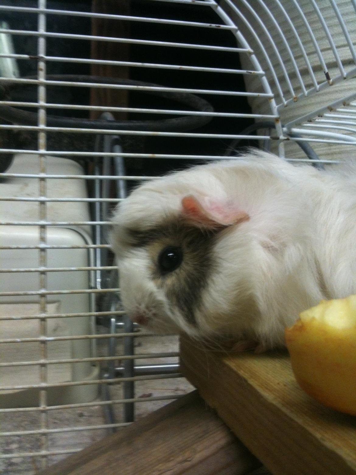 Marsvin Alice billede 9