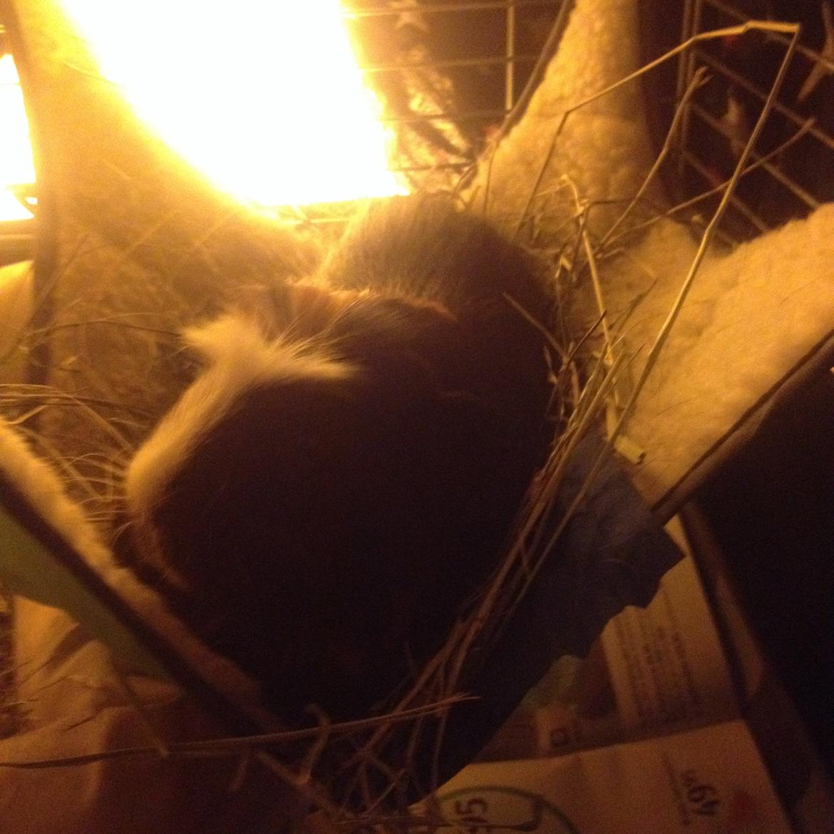 Marsvin Tesla RIP  billede 8