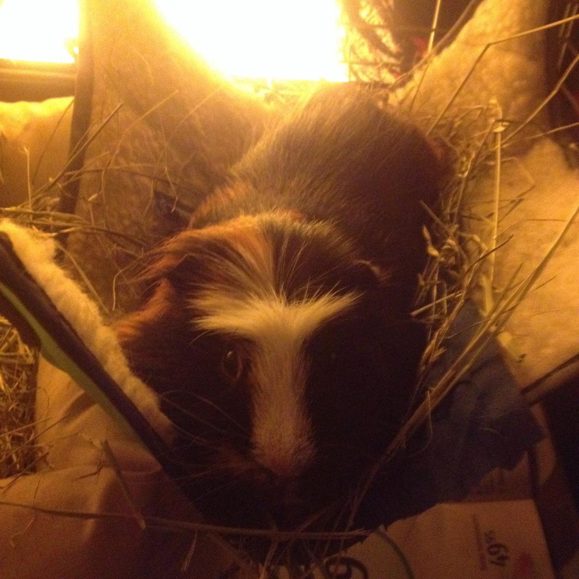 Marsvin Tesla RIP  billede 7