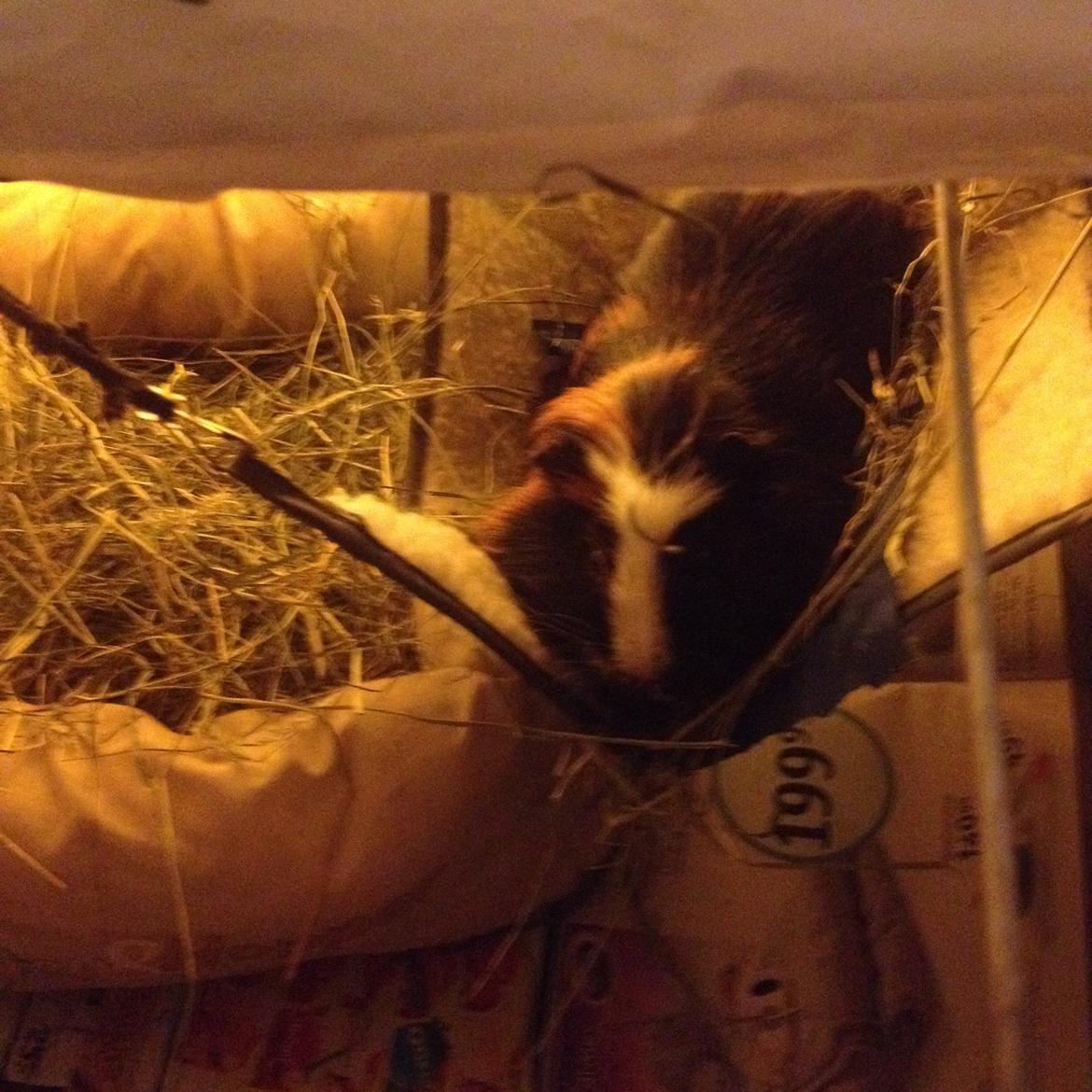 Marsvin Tesla RIP  billede 9