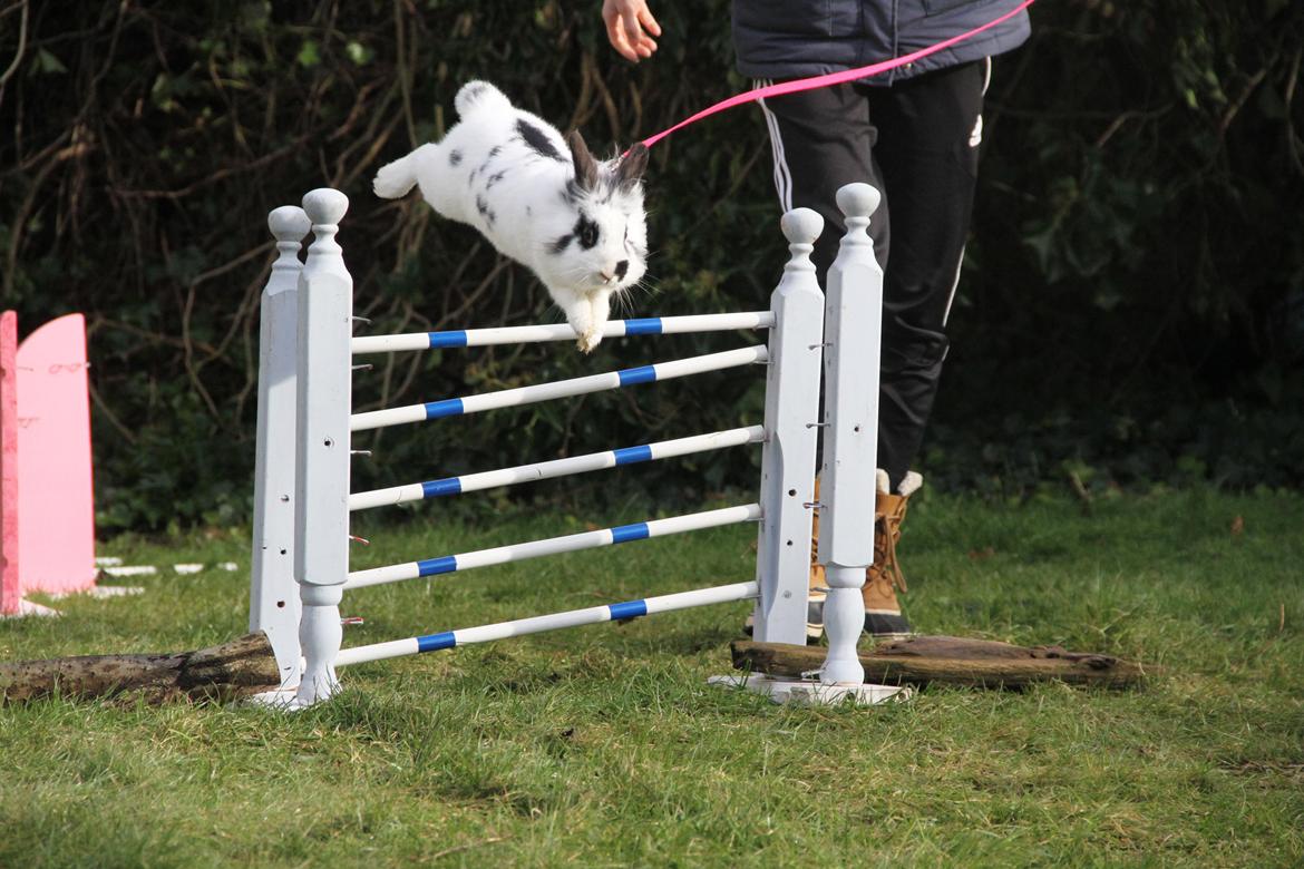 Kanin Jokers Malibue billede 1