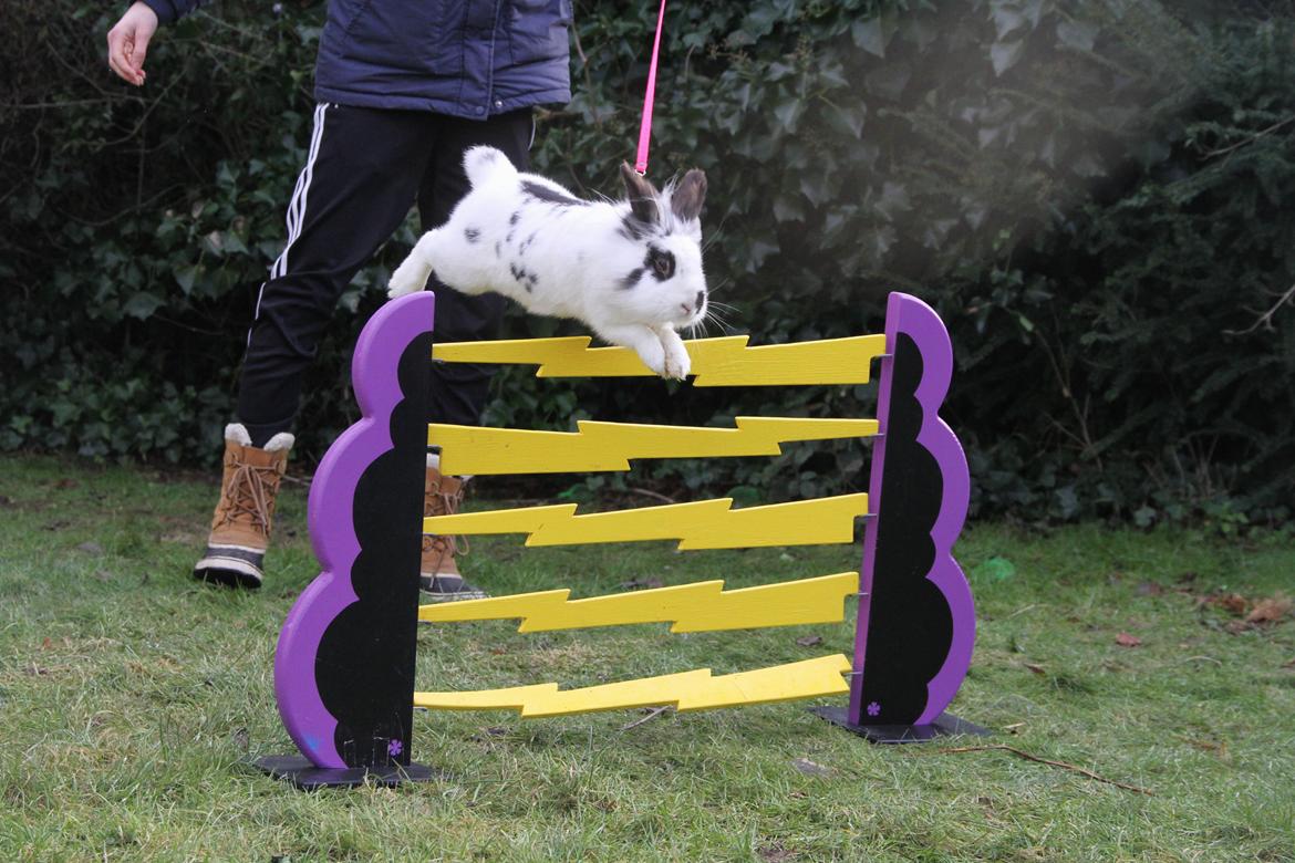 Kanin Jokers Malibue billede 2